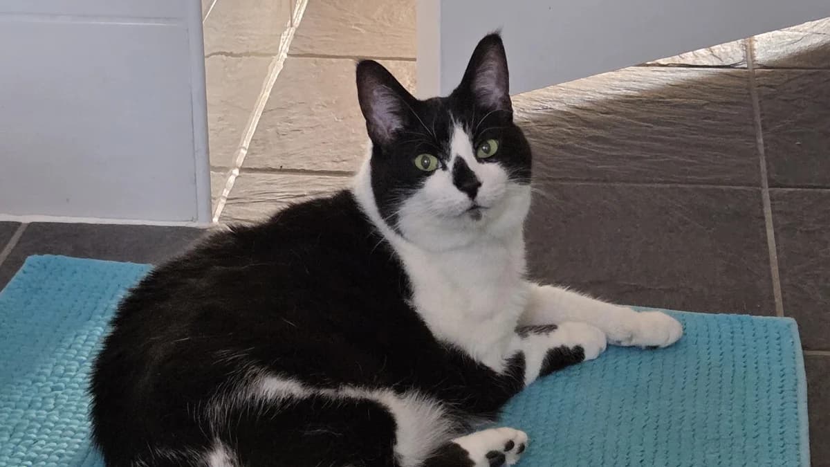 Phoebe, female senior Mixed Breed for adoption at Battersea Dogs & Cats Home, London