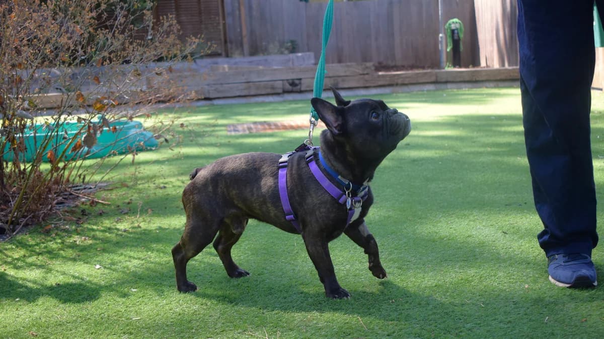 Pierre, male 3yo English Bulldog for adoption at Battersea Dogs & Cats Home, London