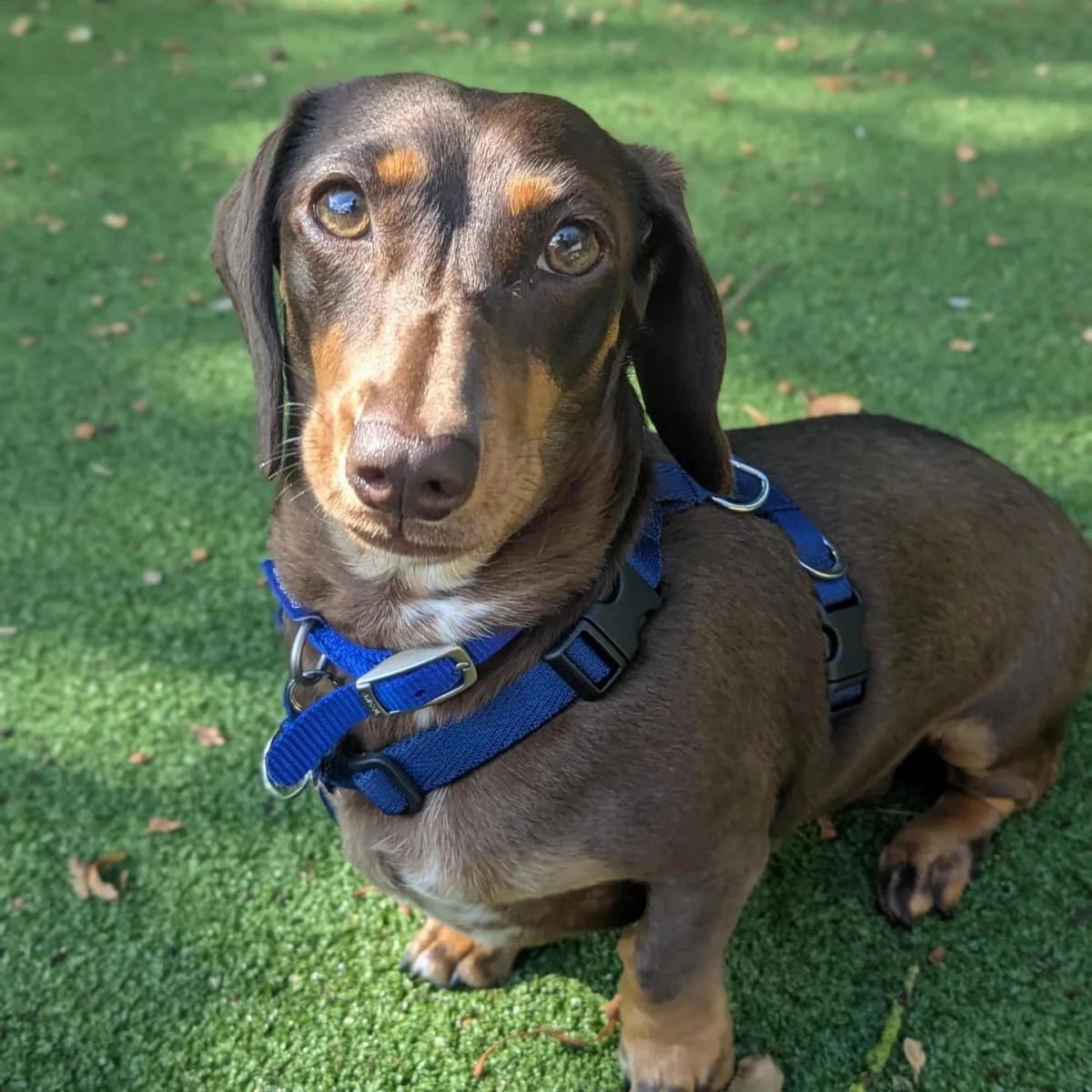 Pippa, female young Dachshund for adoption at Battersea Dogs & Cats Home, London