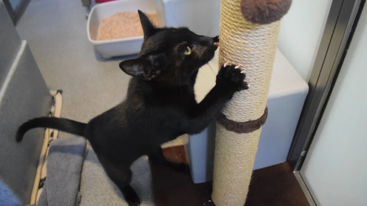 Pocket, female puppy mixed breed for adoption at Battersea Dogs & Cats Home, London