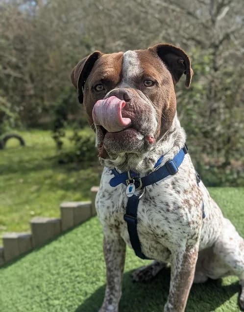 Popeye, male 6yo English Bulldog for adoption at Battersea Dogs & Cats Home, London