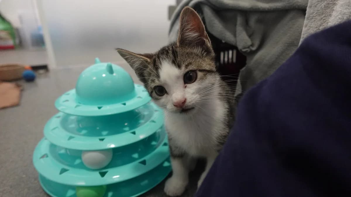 Pot, male puppy mixed breed for adoption at Battersea Dogs & Cats Home, London