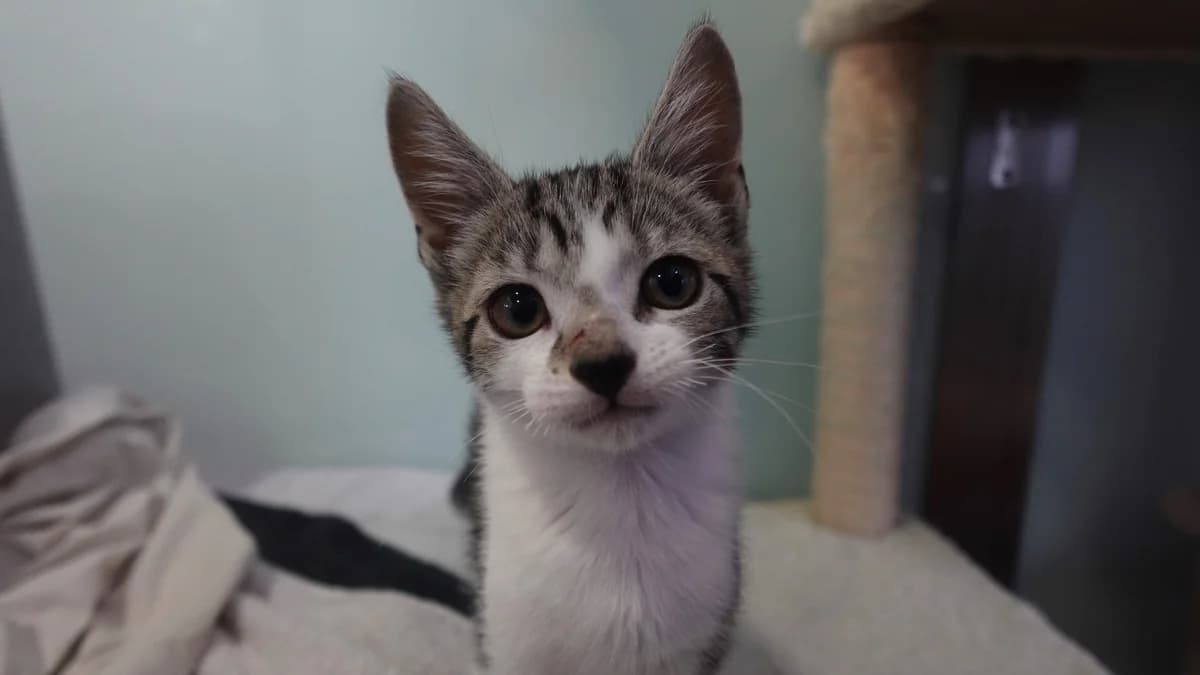 Ramen, female puppy mixed breed for adoption at Battersea Dogs & Cats Home, London
