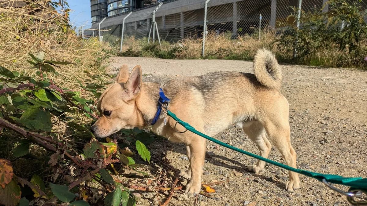 Renzo, male puppy mixed breed for adoption at Battersea Dogs & Cats Home, London