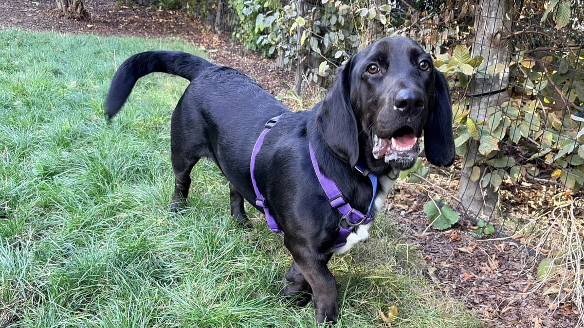 Rex, male young Basset Hound for adoption at Battersea Dogs & Cats Home, London