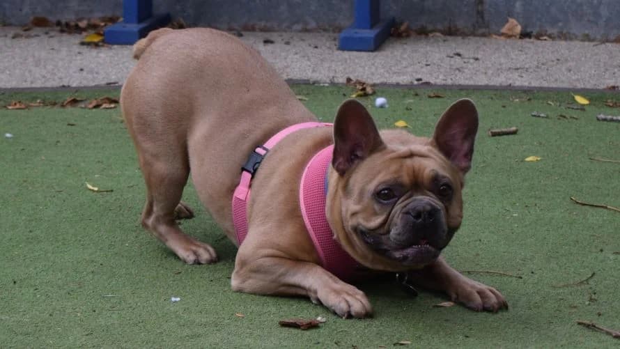 Rocco, male 6yo English Bulldog for adoption at Battersea Dogs & Cats Home, London