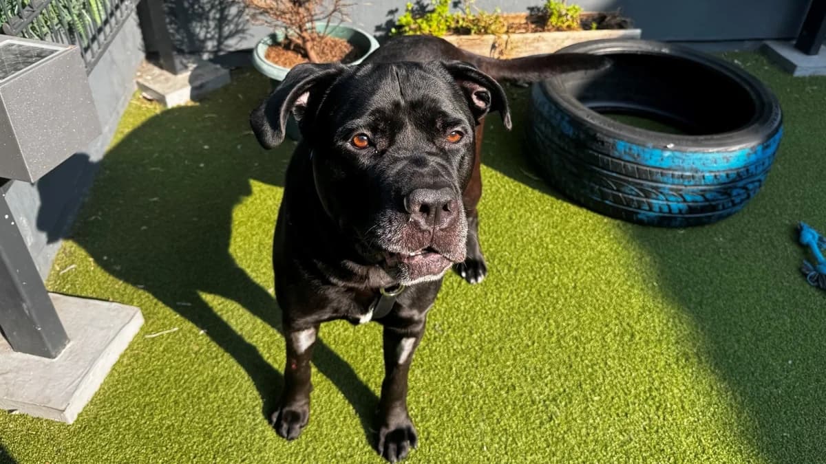 Rocky, male 6yo Cane Corso for adoption at Battersea Dogs & Cats Home, London