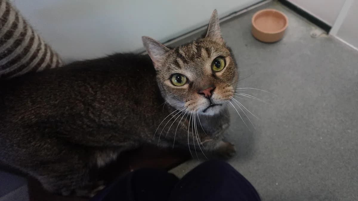 Rodger, male senior mixed breed for adoption at Battersea Dogs & Cats Home, London