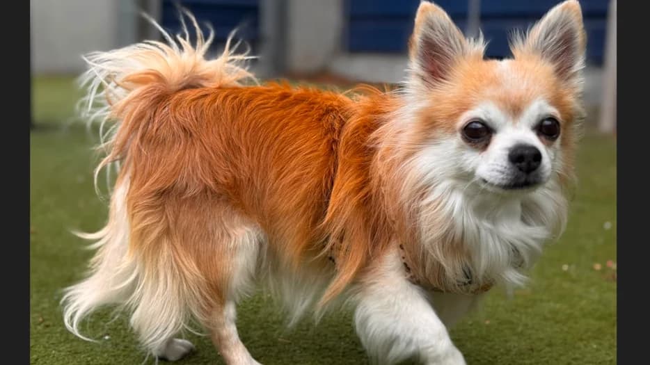 Rolo, male senior Chihuahua for adoption at Battersea Dogs & Cats Home, London