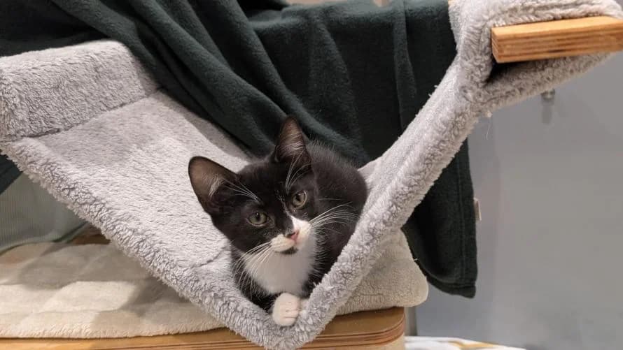 Ronaldo (&Bellingham), male puppy mixed breed for adoption at Battersea Dogs & Cats Home, London