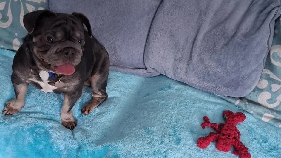 Rosa, female 3yo English Bulldog for adoption at Battersea Dogs & Cats Home, London