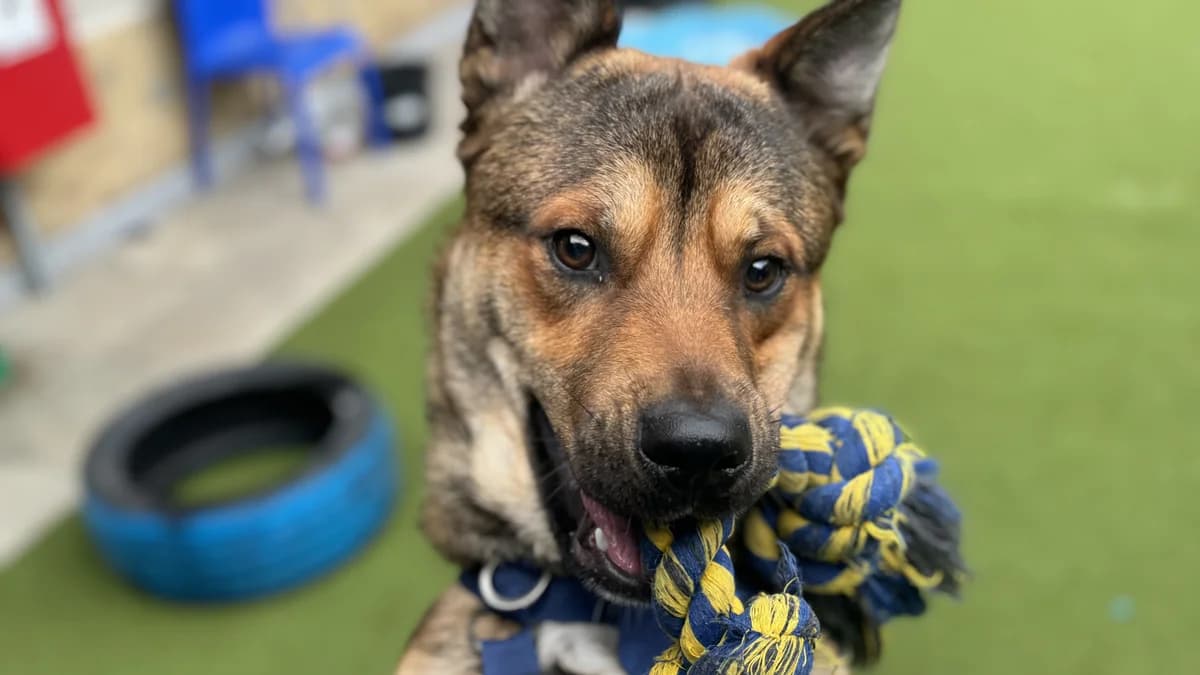 Roy, male young German Shepherd for adoption at Battersea Dogs & Cats Home, London