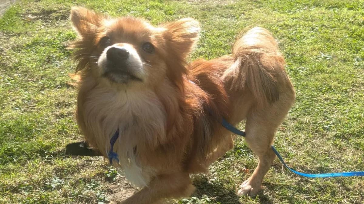 Russet, male puppy Pomeranian for adoption at Battersea Dogs & Cats Home, London