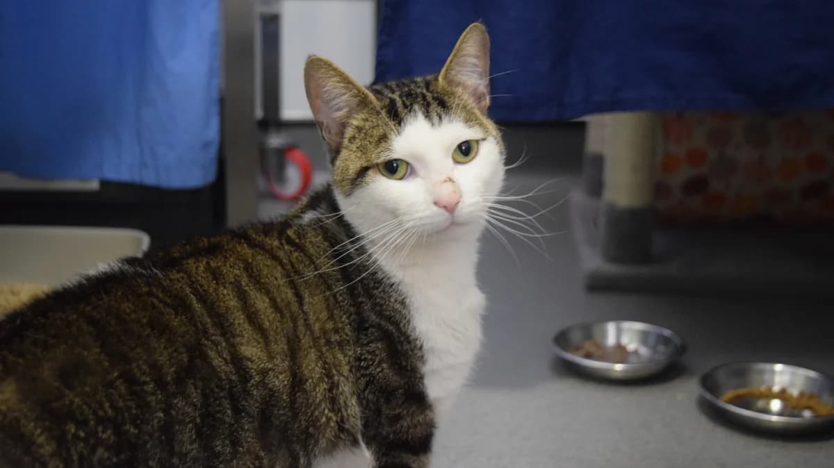 Salim, male 3yo mixed breed for adoption at Battersea Dogs & Cats Home, London