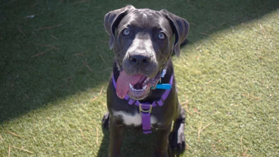 Sally, female puppy Cane Corso for adoption at Battersea Dogs & Cats Home, London