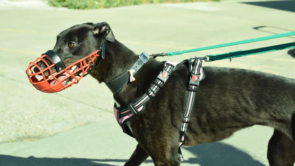 Sarah, female 5yo Greyhound for adoption at Battersea Dogs & Cats Home, London