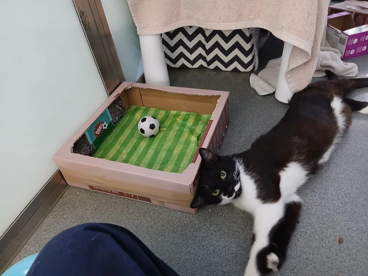 Sarah Meowlican, female young mixed breed for adoption at Battersea Dogs & Cats Home, London