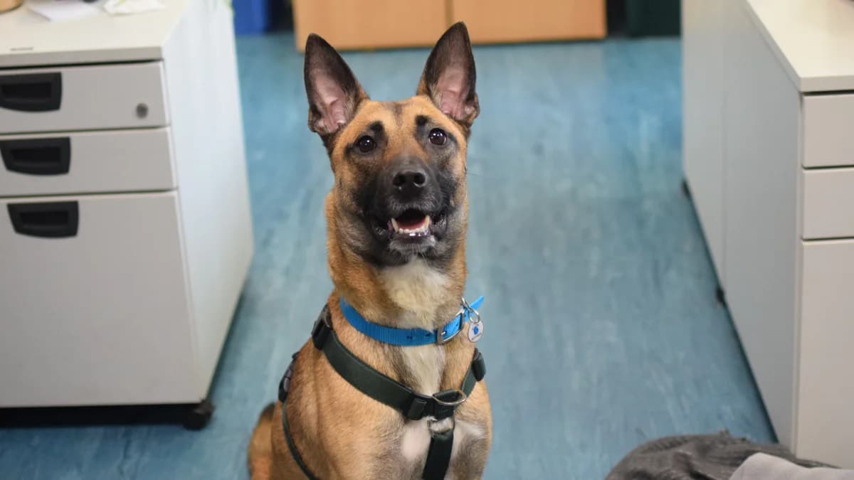 Shadow, female young Belgian Shepherd for adoption at Battersea Dogs & Cats Home, London