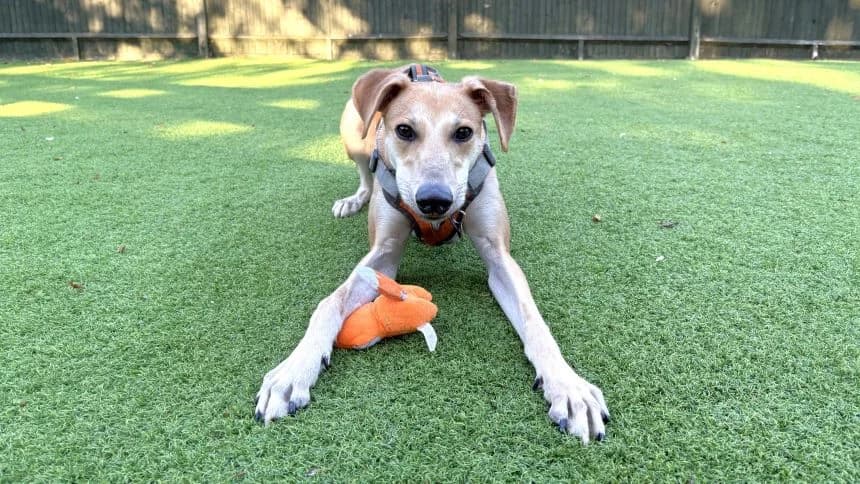 Sherbert, male young Lurcher for adoption at Battersea Dogs & Cats Home, London