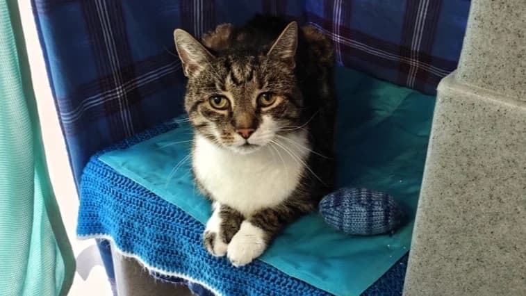 Sherlock, male senior mixed breed for adoption at Battersea Dogs & Cats Home, London