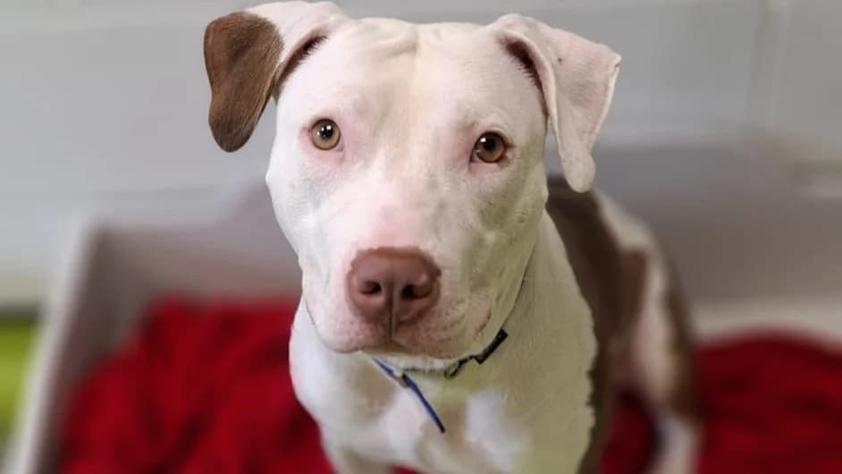 Sienna, female 3yo mixed breed for adoption at Battersea Dogs & Cats Home, London