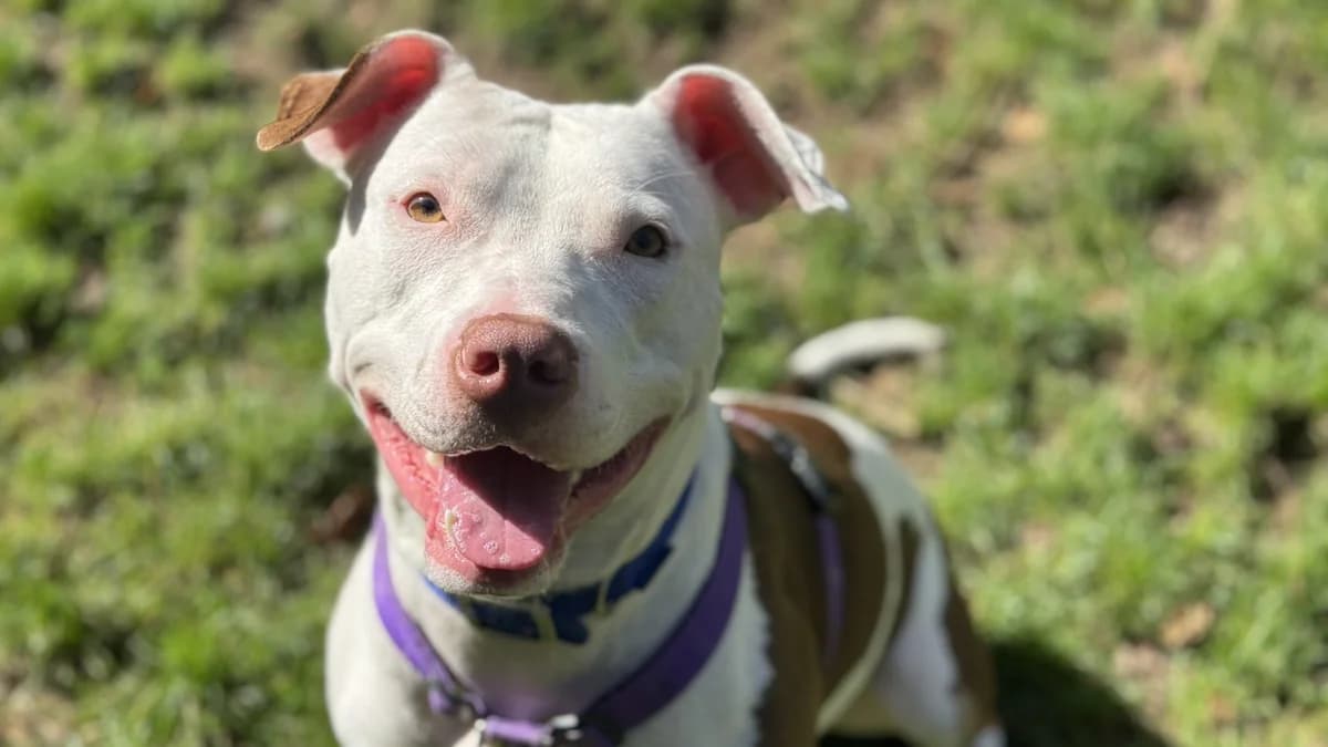 Sienna, female 3yo mixed breed for adoption at Battersea Dogs & Cats Home, London