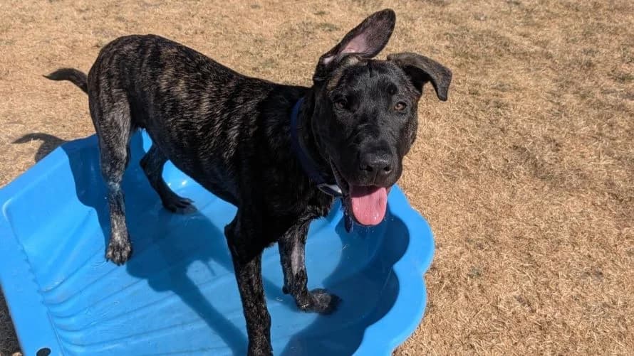 Simba, male puppy Dutch Shepherd for adoption at Battersea Dogs & Cats Home, London