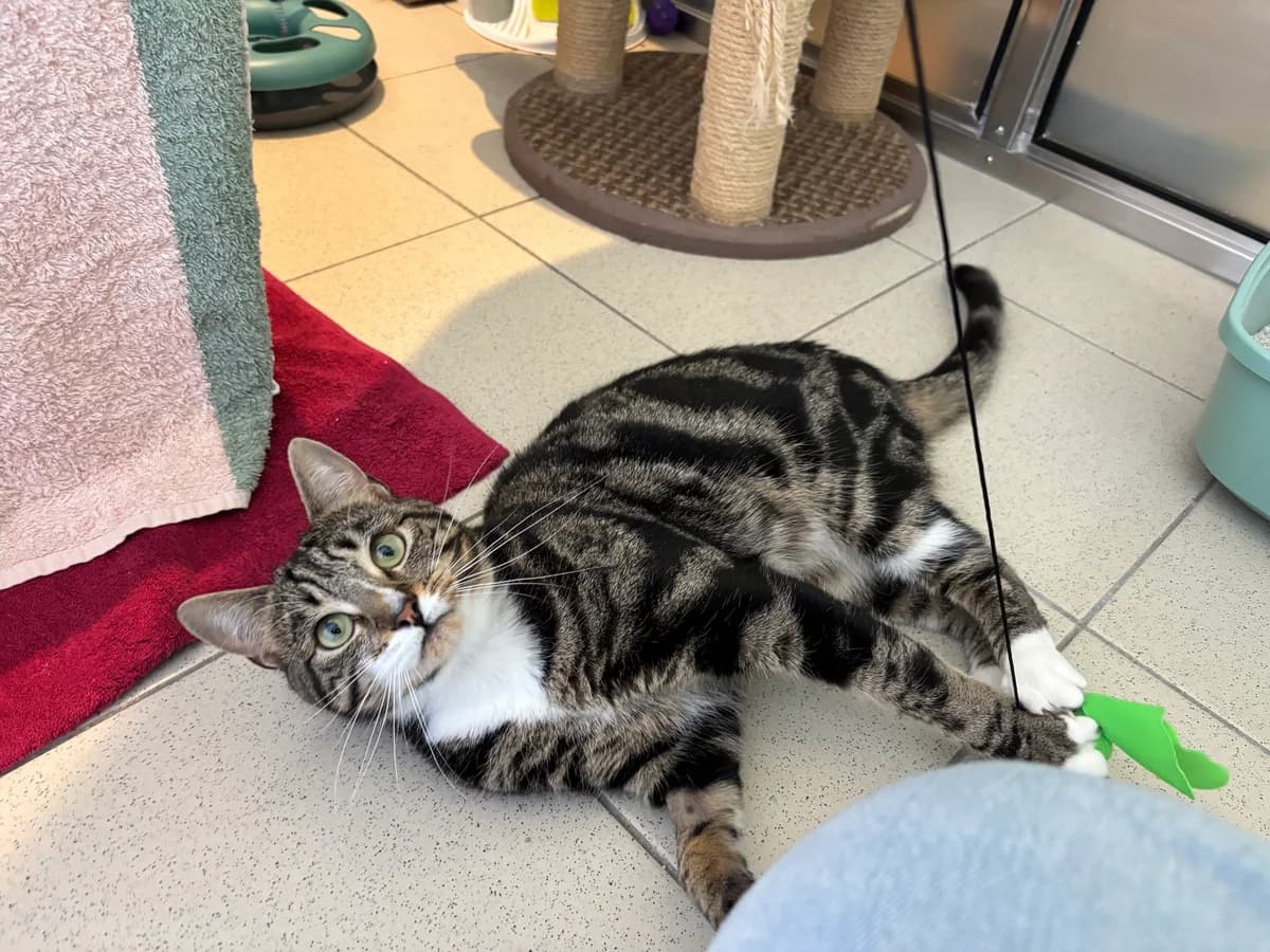 Sir Meerkat, male young mixed breed for adoption at Battersea Dogs & Cats Home, London
