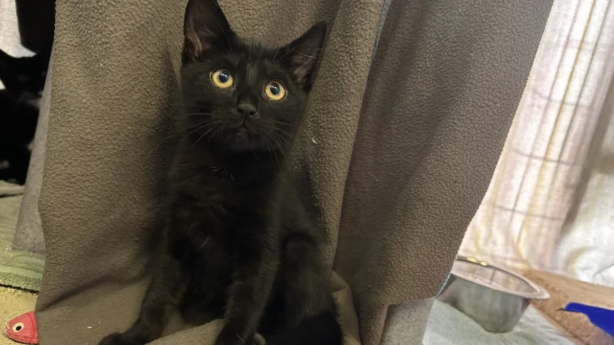 Smudge, male puppy Mixed Breed for adoption at Battersea Dogs & Cats Home, London