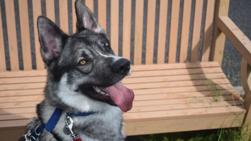 Snoop, male young German Shepherd for adoption at Battersea Dogs & Cats Home, London