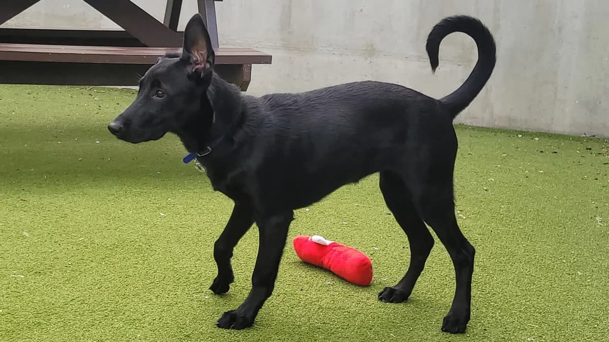Sophie, female puppy Belgian Shepherd for adoption at Battersea Dogs & Cats Home, London