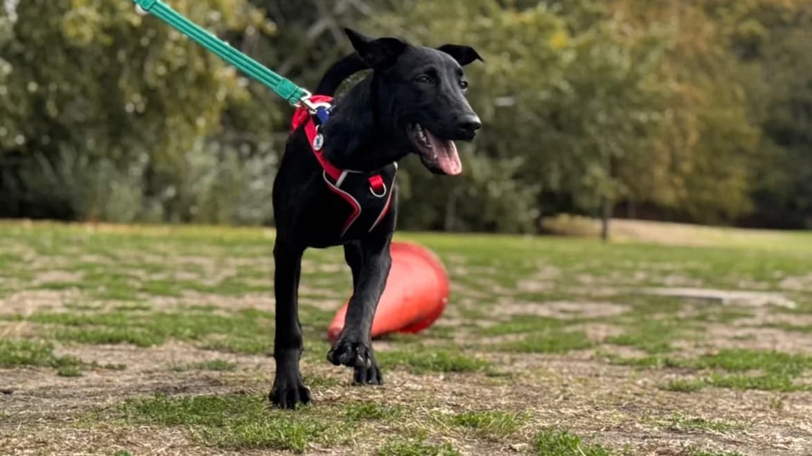 Sophie, female puppy Belgian Shepherd for adoption at Battersea Dogs & Cats Home, London