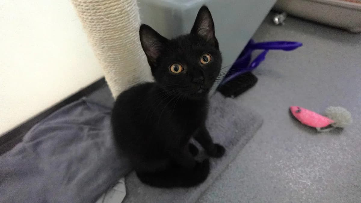 South Africa, male puppy mixed breed for adoption at Battersea Dogs & Cats Home, London