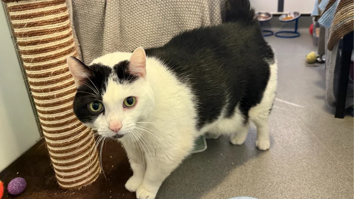 Sparkle, female senior mixed breed for adoption at Battersea Dogs & Cats Home, London