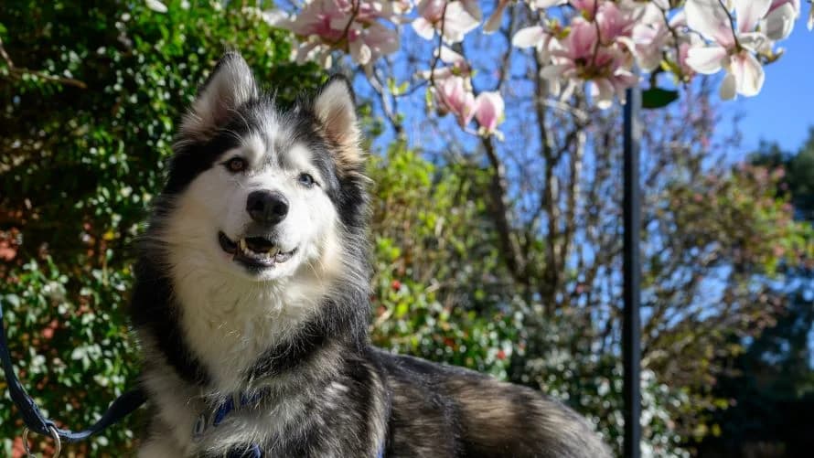 Stormy, female 5yo Mixed Breed for adoption at Battersea Dogs & Cats Home, London