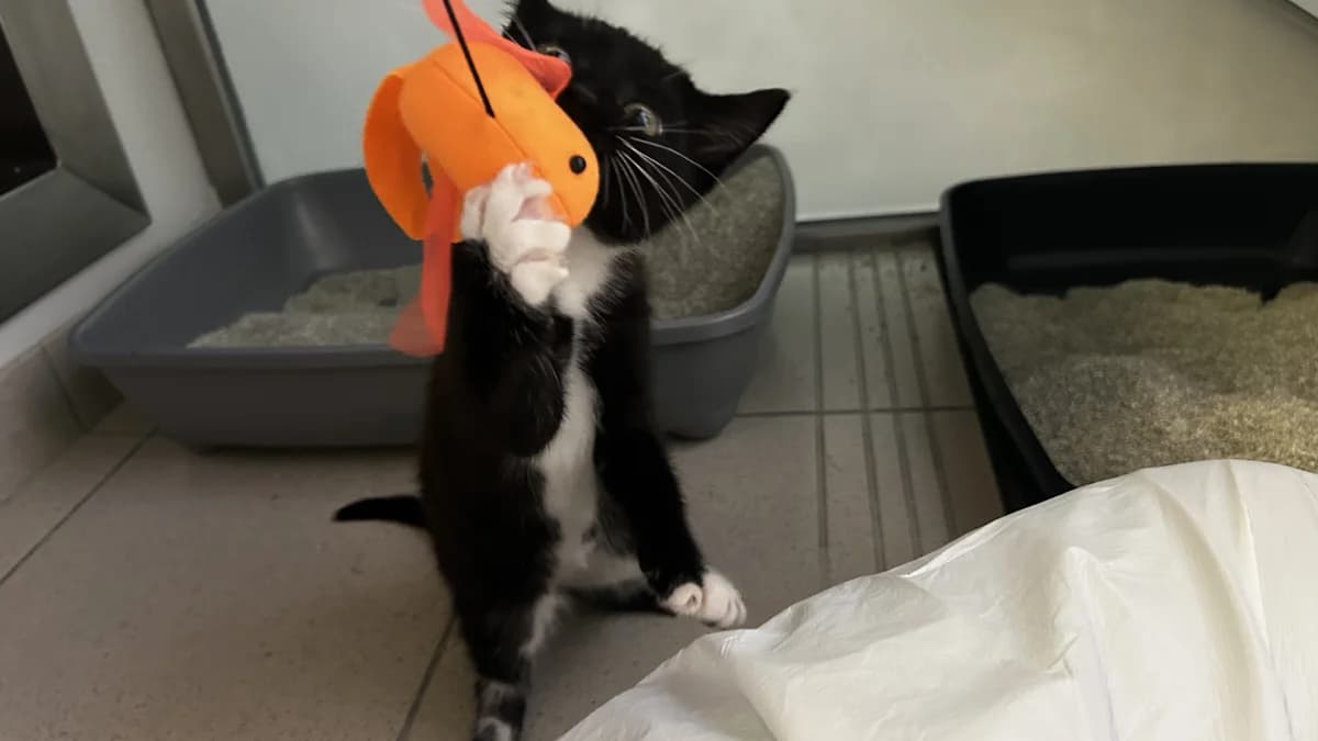 Stumpy, male puppy mixed breed for adoption at Battersea Dogs & Cats Home, London