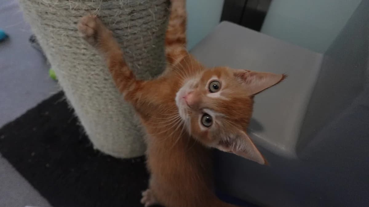 Superman, male puppy mixed breed for adoption at Battersea Dogs & Cats Home, London