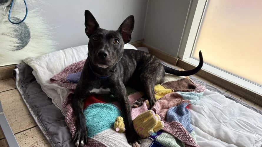 Tali, female 3yo Lurcher for adoption at Battersea Dogs & Cats Home, London