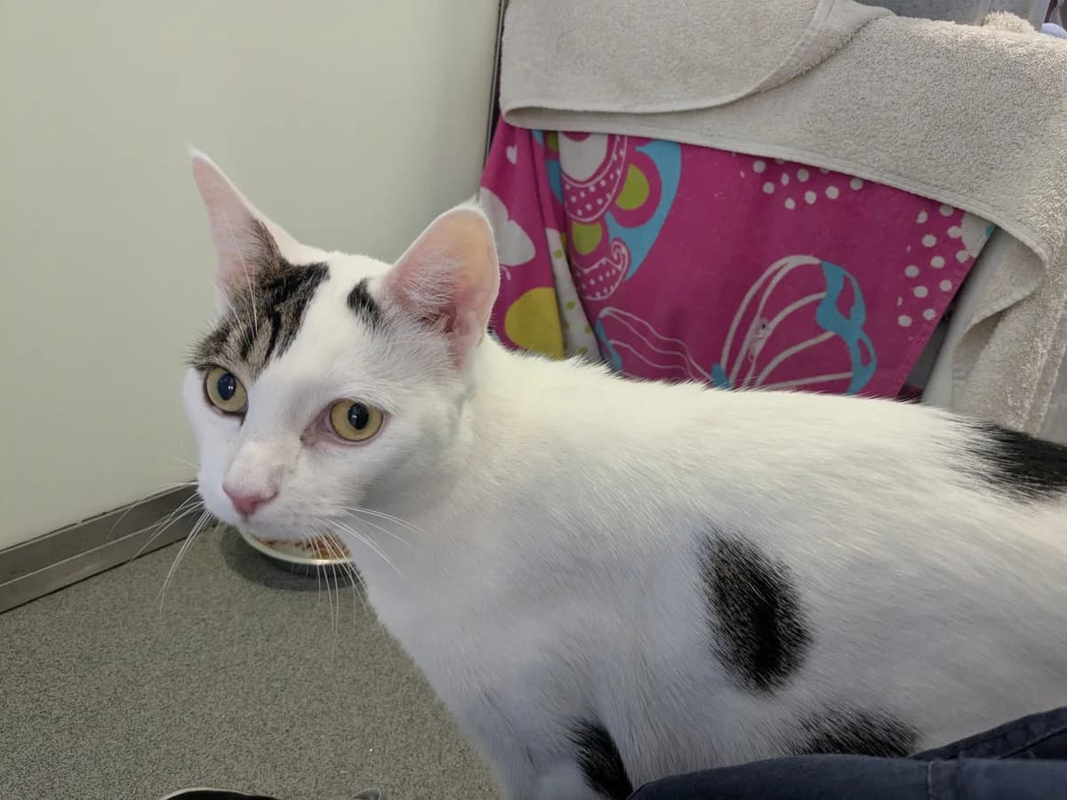 Tariq, male young mixed breed for adoption at Battersea Dogs & Cats Home, London