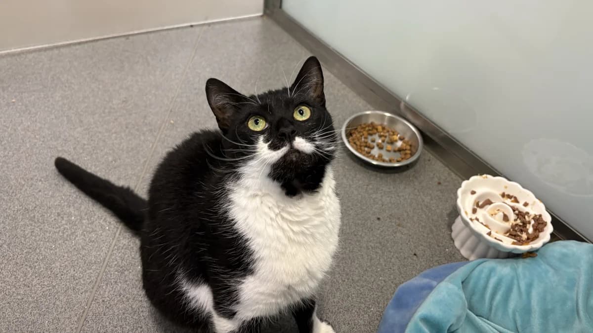 Tash, female young mixed breed for adoption at Battersea Dogs & Cats Home, London