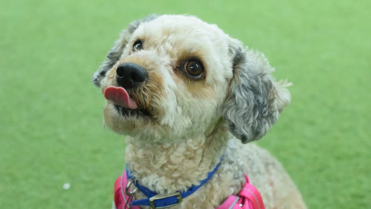 Tilly, female 5yo Cockapoo for adoption at Battersea Dogs & Cats Home, London