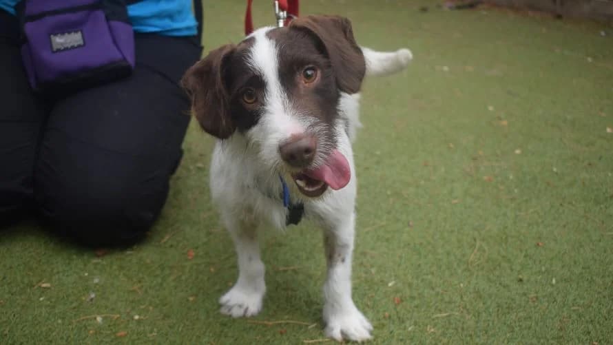 Timothy, male 3yo mixed breed for adoption at Battersea Dogs & Cats Home, London