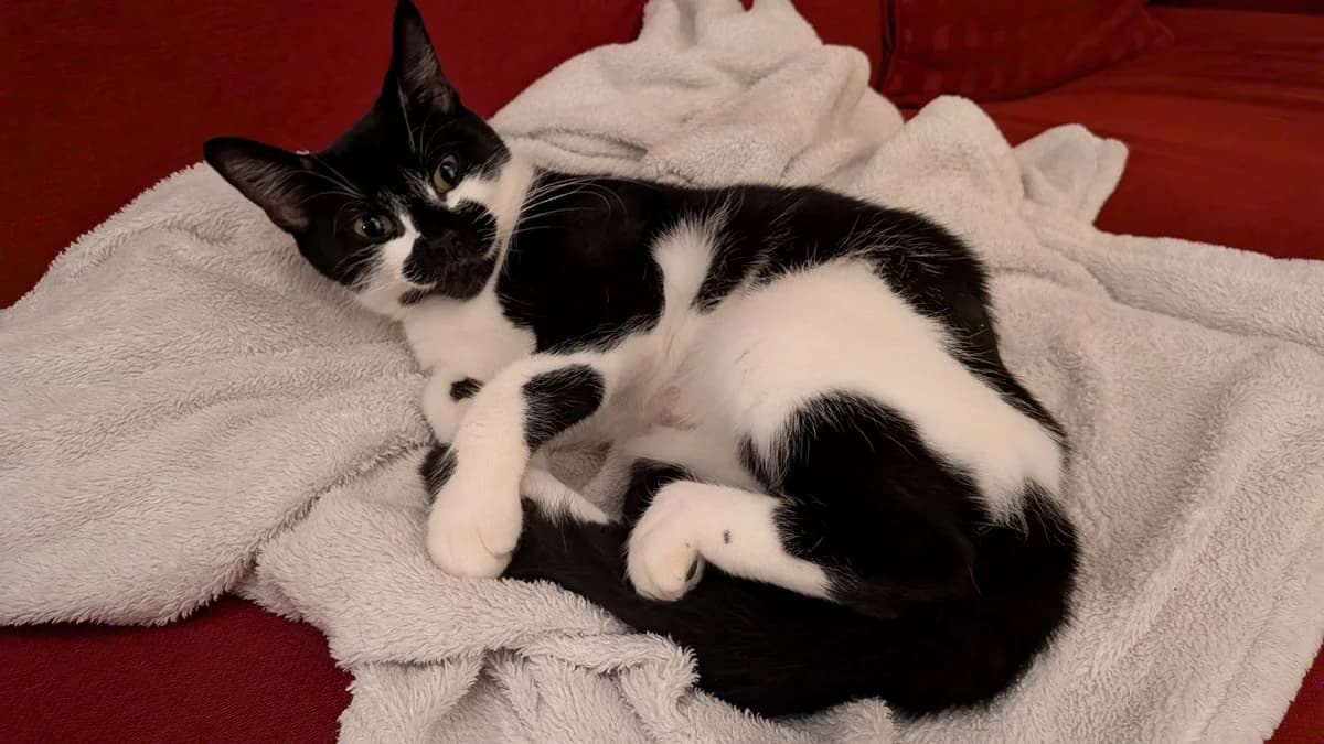 TINKERBELL, female 3yo mixed breed for adoption at Battersea Dogs & Cats Home, London