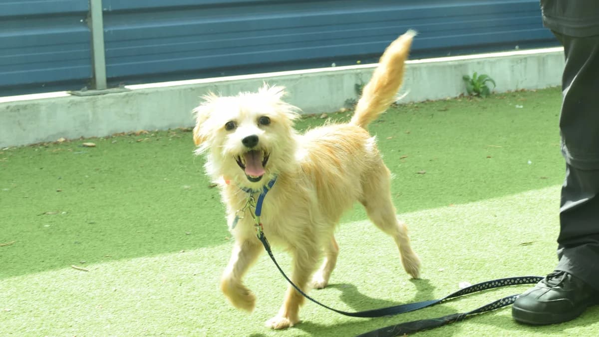 Toad, female 5yo mixed breed for adoption at Battersea Dogs & Cats Home, London