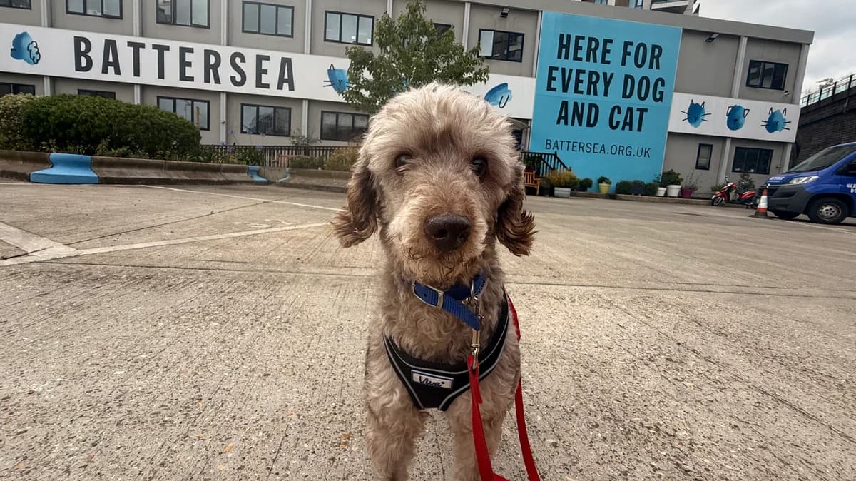 Toby, male 7yo Poodle for adoption at Battersea Dogs & Cats Home, London