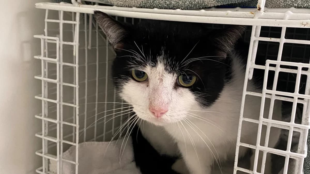 Toby, male 3yo mixed breed for adoption at Battersea Dogs & Cats Home, London