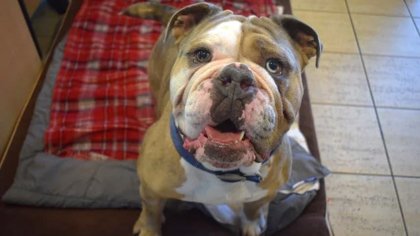 Tommy, male 3yo English Bulldog for adoption at Battersea Dogs & Cats Home, London