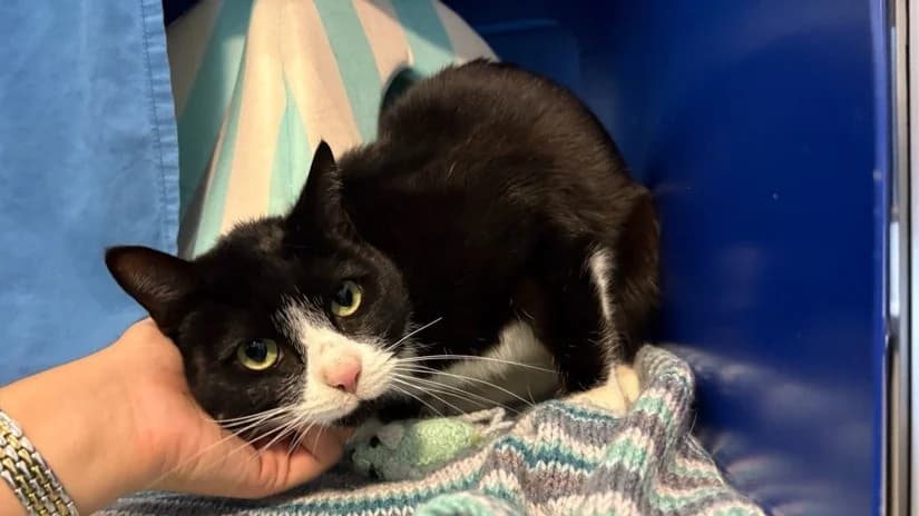 Tommy, male 3yo mixed breed for adoption at Battersea Dogs & Cats Home, London