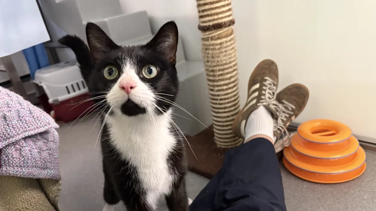 Tommy, male 3yo mixed breed for adoption at Battersea Dogs & Cats Home, London