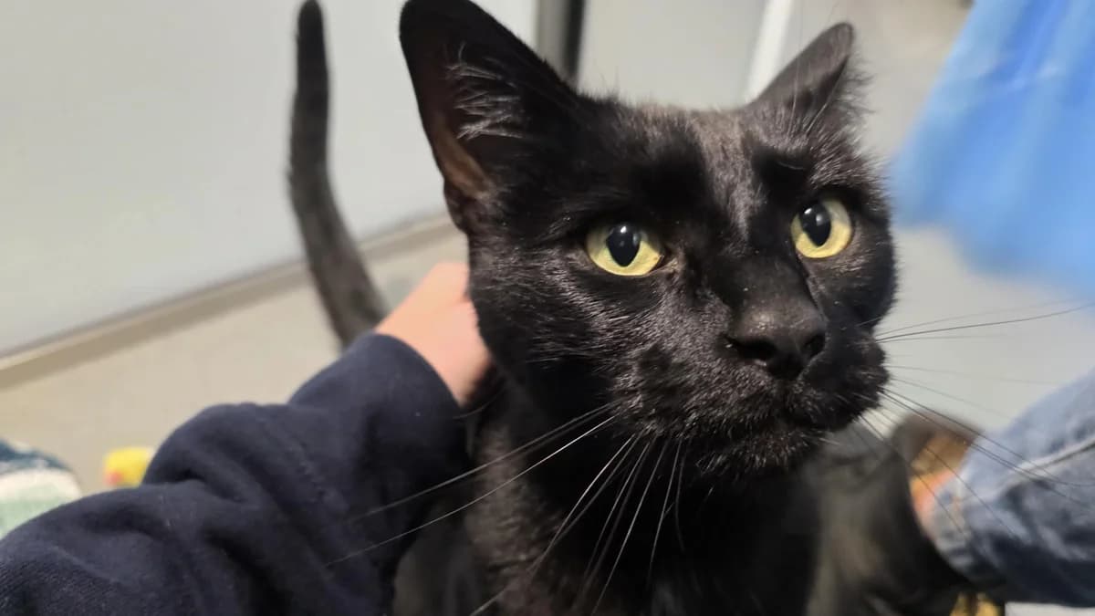 Tonton, male 5yo mixed breed for adoption at Battersea Dogs & Cats Home, London